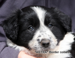 Black white and mottled FEMALE border collie puppy